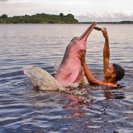 pink dolphin, being hand fed by a person in the water together