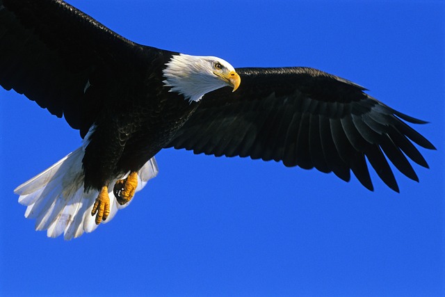 a bald eagle soaring high in the blue sky