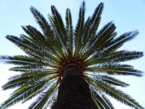 looking up the tall 'trunk' of a palm tree as it displays its feather-fronds at the top