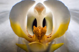 white orchid with yellow center and darker yellow more center with dark red spottings